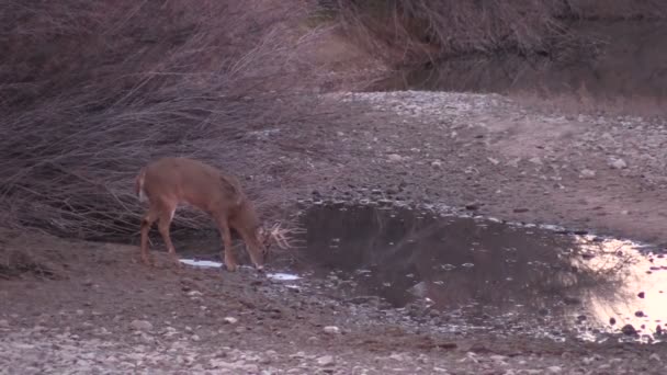 Whitetail Buck Drinking — Stock Video