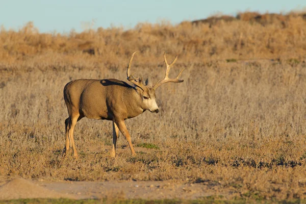 Bel mulo cervo Buck — Foto Stock