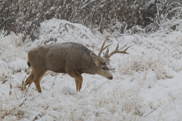 Buck jeleny ve sněhu — Stock fotografie