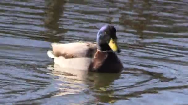 Canard colvert nageant — Video