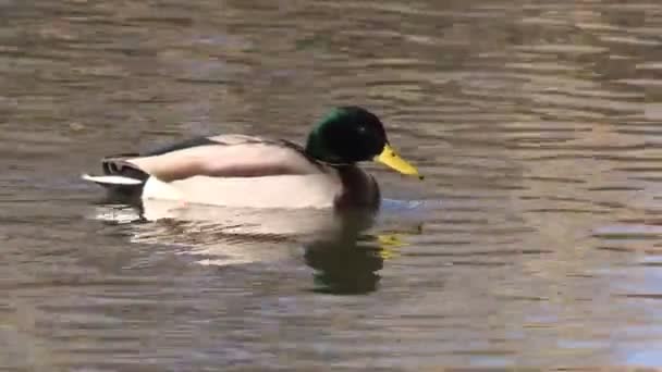 Drake Mallard Swimming — Stock Video