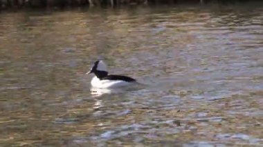 bufflehead ördeği