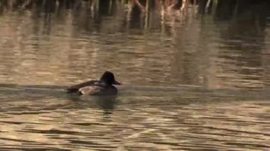 ördek gölet üzerinde