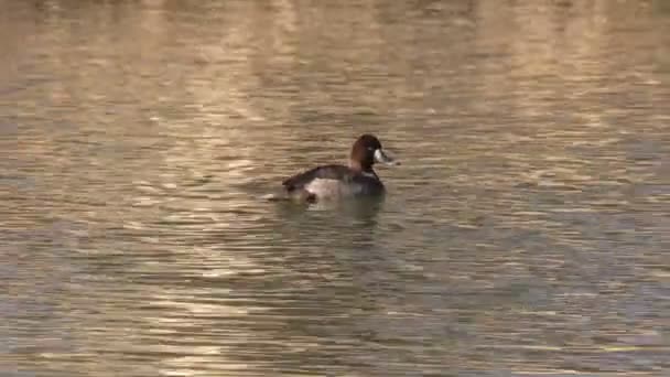 Ducks on Pond — Stock Video