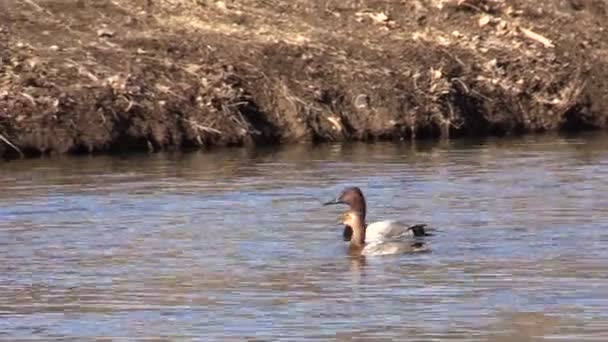 Canvasback Ducks — Stock Video