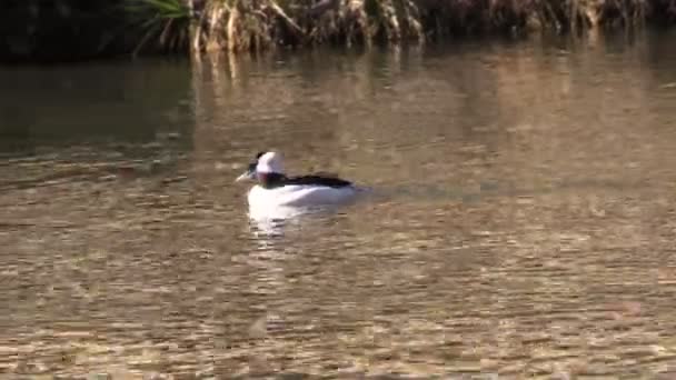 Bufflehead ördeği — Stok video