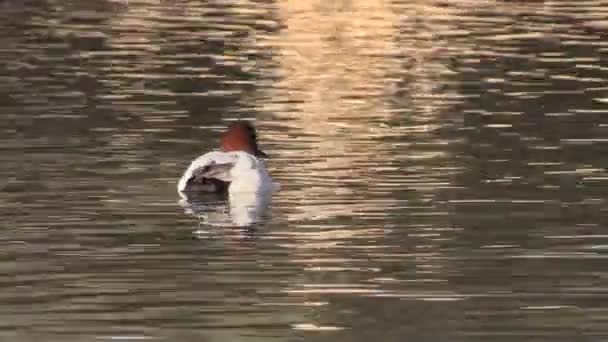 Canvasback утка — стоковое видео