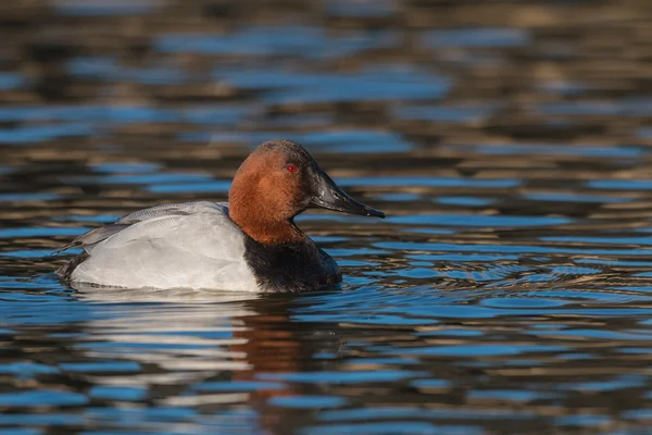 Canvasback eend — Stockfoto