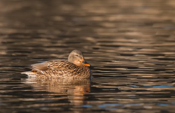 Gallina Mallard — Foto de Stock