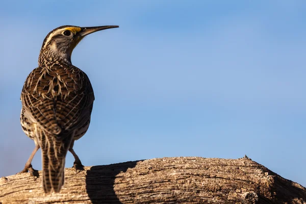 Westliche Wiesenlerche — Stockfoto