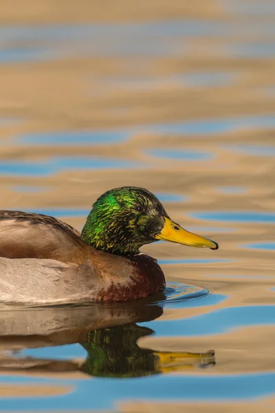 Ánade real de drake — Foto de Stock