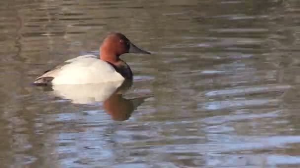 Canvasback eend — Stockvideo