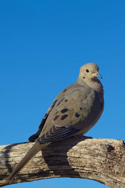 Sörjande duva — Stockfoto