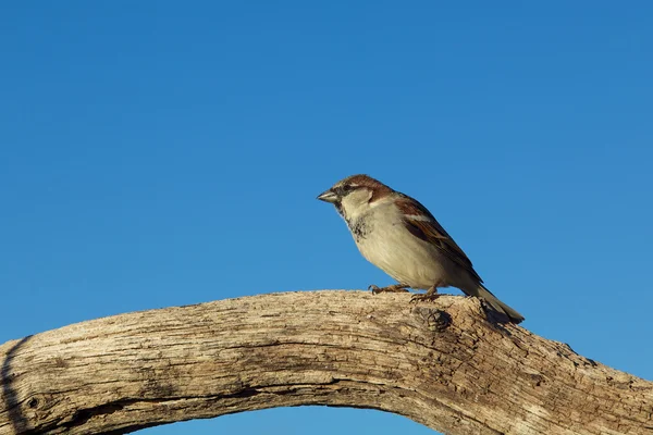 Mannelijke Huismus — Stockfoto