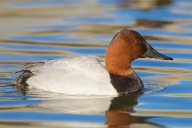 Canvasback Duck clipart