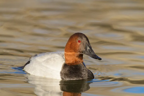 Pato Canvasback —  Fotos de Stock