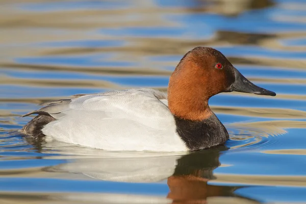 Pato Canvasback —  Fotos de Stock