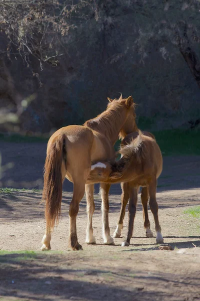Wild Horse Mare and Foal — Stock Photo, Image