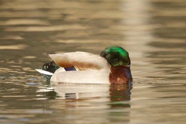 Drake Mallard Descanso — Foto de Stock