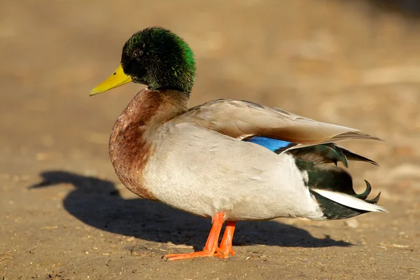 Erpel Stockente — Stockfoto