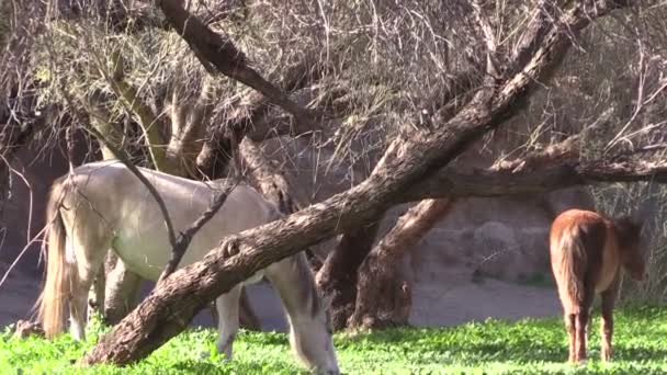 Wildpferde im Salzfluss — Stockvideo