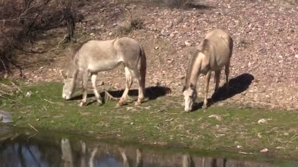 Sal rio cavalos selvagens — Vídeo de Stock