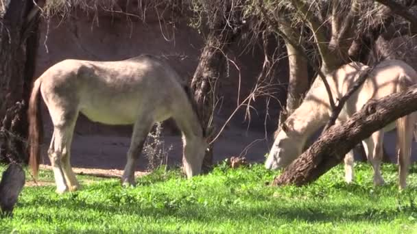 Wildpferde im Salzfluss — Stockvideo