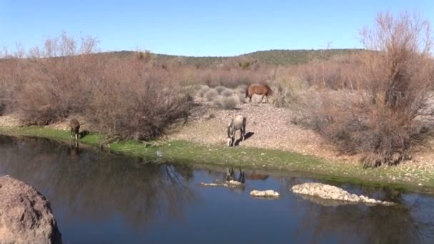 塩の川の野生の馬 — ストック動画