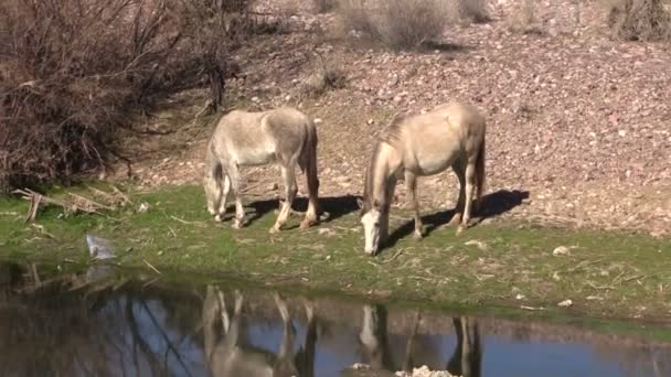 Sól river dzikie konie — Wideo stockowe