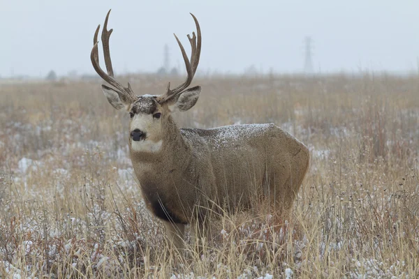 Pěkný jeleny buck — Stock fotografie