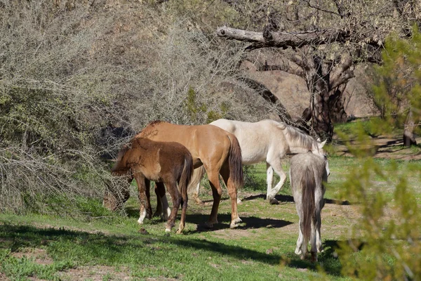 Río salado Caballos salvajes —  Fotos de Stock