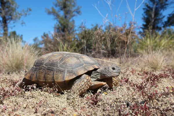 Tortuga del desierto —  Fotos de Stock