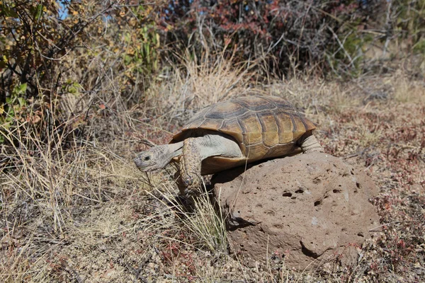 Żółw pustynny — Zdjęcie stockowe