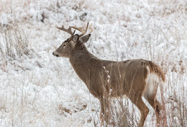 Whitetail buck in sneeuw — Stockfoto