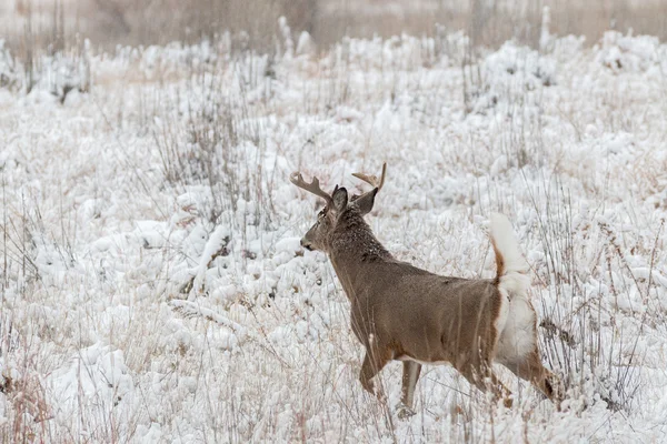 Whitetail buck a hóban — Stock Fotó