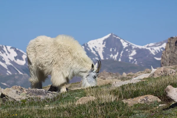 Cabra de montaña Grazing — Foto de Stock