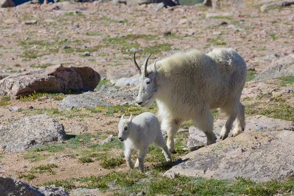 Babá e Kid Mountain Goats — Fotografia de Stock