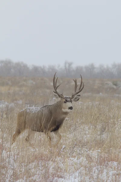 Stora mule deer buck — Stockfoto