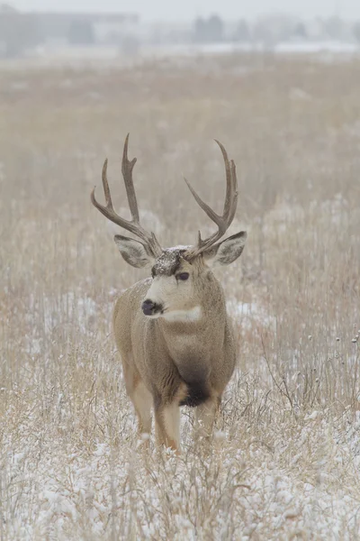 Grande mulo cervo Buck — Foto Stock