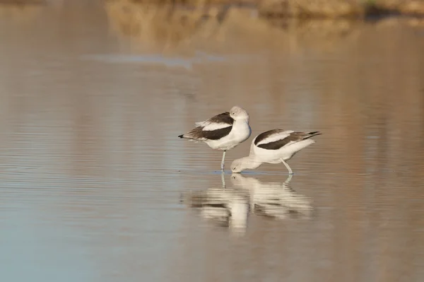 アメリカ avocets — ストック写真