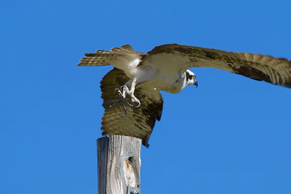 Osprey — Stock Photo, Image