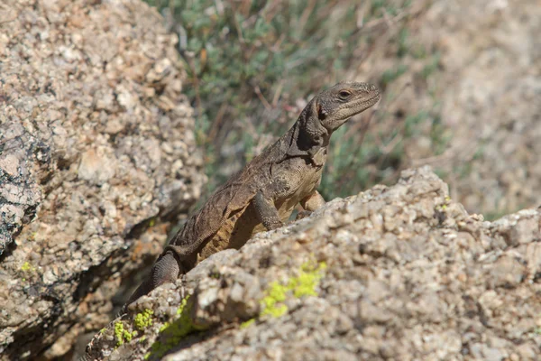 Chuckwalla. — Foto de Stock