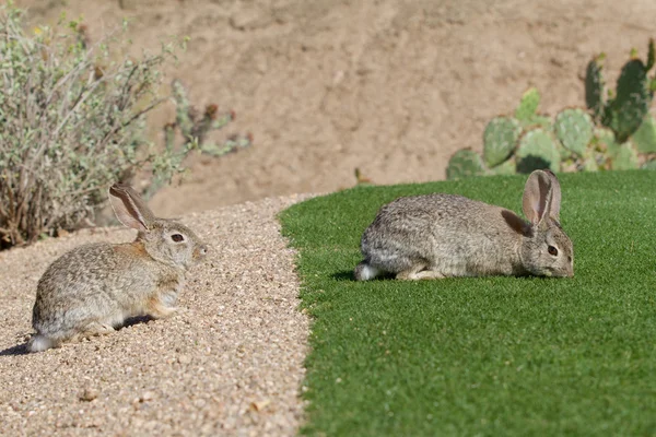 Conejos de cola de algodón del desierto —  Fotos de Stock