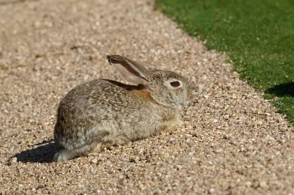 Schattig woestijn cottontail — Stockfoto