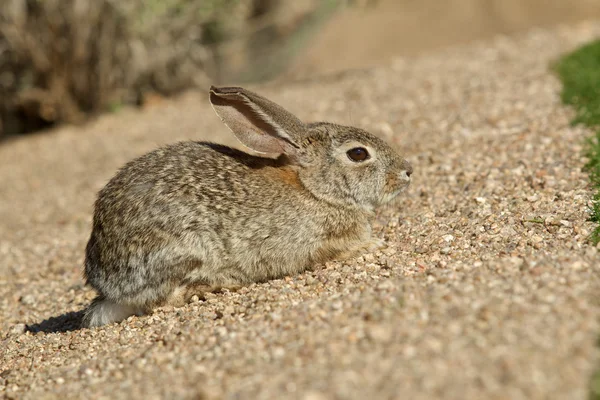 かわいい砂漠ワタオウサギ — ストック写真