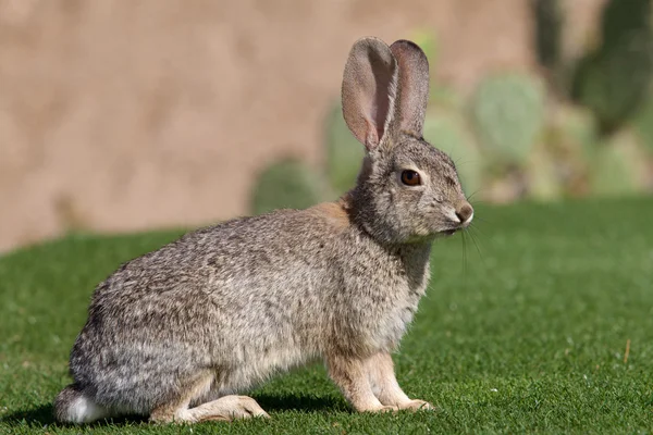 かわいい砂漠ワタオウサギ — ストック写真