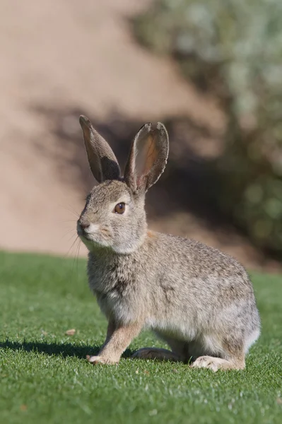 Cute Desert Cottontail — Stock Photo, Image