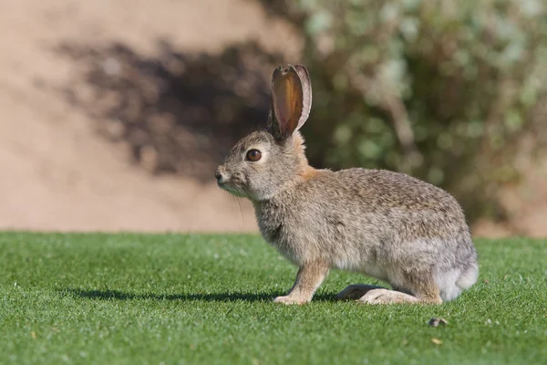 Cute Desert Cottontail — Stock Photo, Image