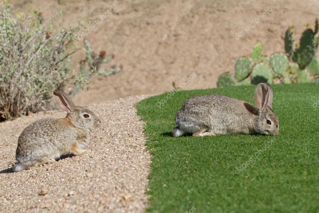 Desert Cottontail Rabbits — Stock Photo © twildlife #42064637