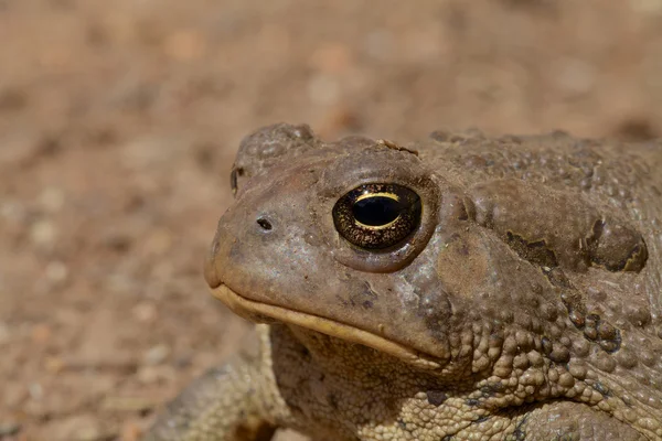 Eye of a Toad — Stock Photo, Image